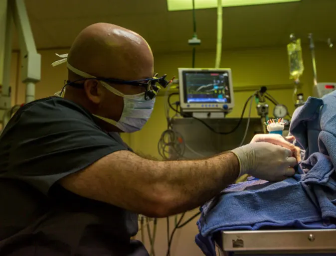 Veterinarian performing a dentistry operation